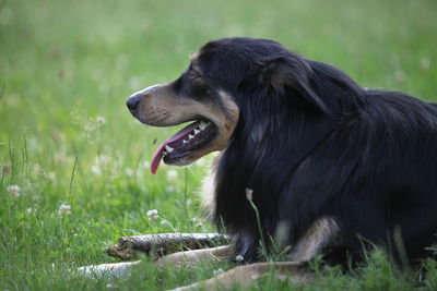 Close-up of dog looking away on field