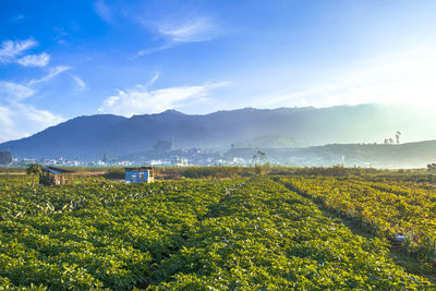 Scenic view of field against sky