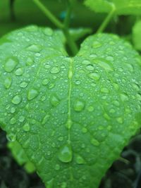 Close-up of water drops on leaf