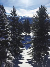 Pine trees on snowcapped mountains against sky