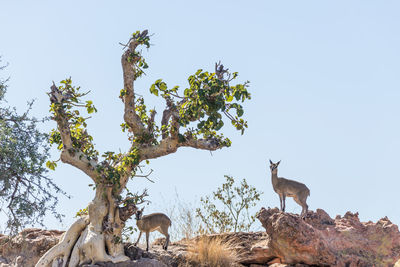 View of deer on field against clear sky