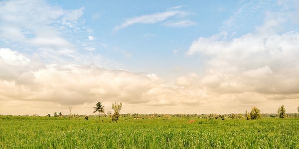 Scenic view of agricultural field against sky