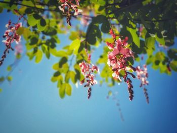 Close-up of cherry blossom on tree