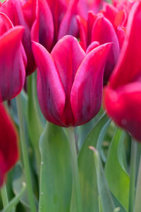 Close-up of pink tulip