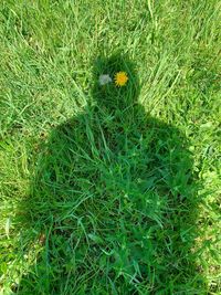 High angle view of green plants on field