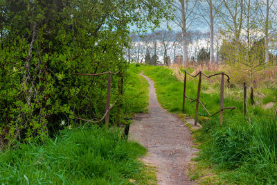 Dirt road amidst trees against sky