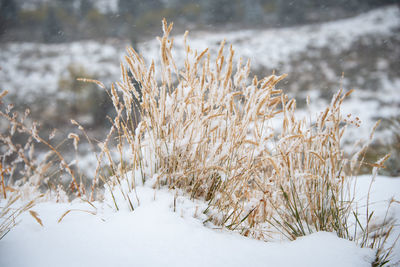 Frozen plants on snow covered land