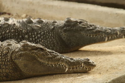 Close-up of crocodile