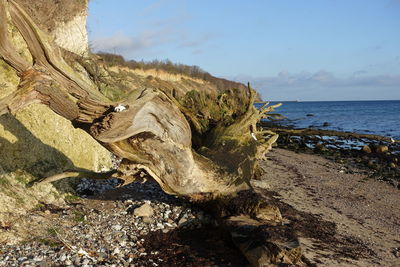 Driftwood on rock by sea against sky