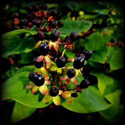 Close-up of berries growing on plant