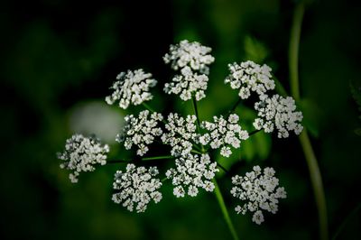 Close-up of white flowering plant