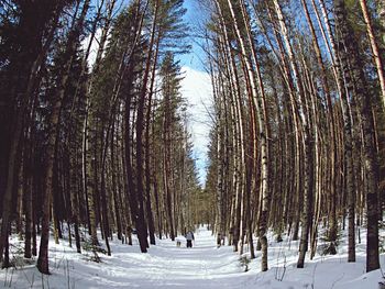 Pine trees in forest during winter