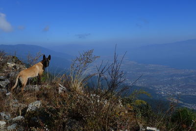 View of dog on land against sky