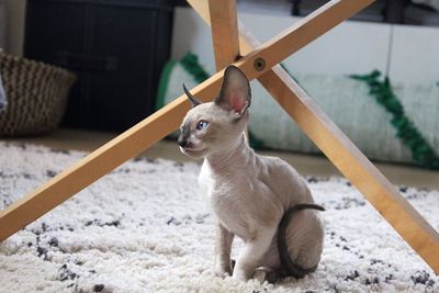 Cornish rex kitten 