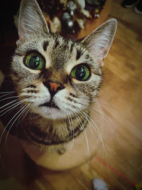 Close-up portrait of cat