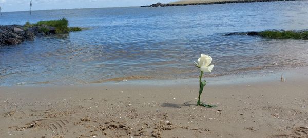 Scenic view of sea