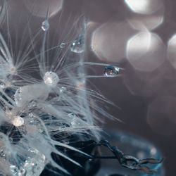 Close-up of wet dandelion against blurred background