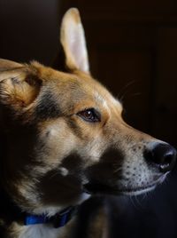 Close-up of dog looking away