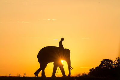 Silhouette of a horse during sunset