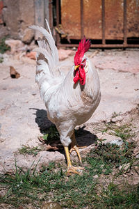 View of a bird on field