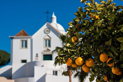 Low angle view of fruits growing on building against sky