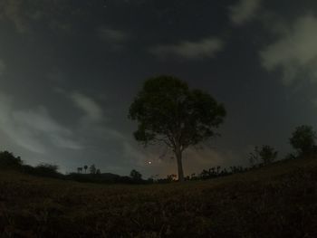 Silhouette trees on field against sky at night