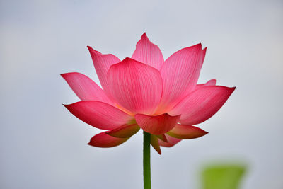 Close-up of pink water lily