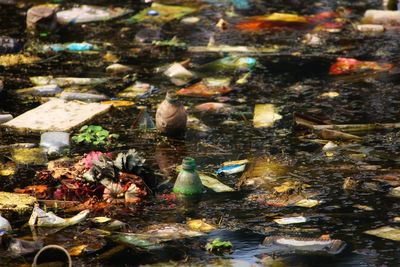 High angle view of fish swimming in lake