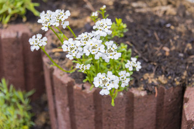Close-up of white flowering plant
