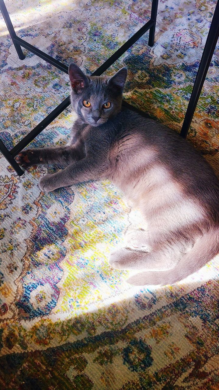 PORTRAIT OF CAT SITTING ON CARPET