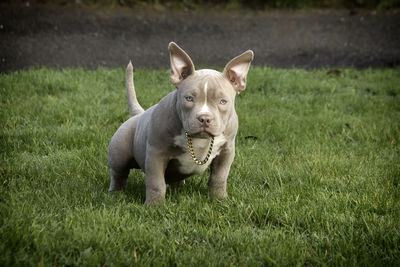 Portrait of a dog on field