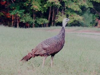 Close-up of bird on grass