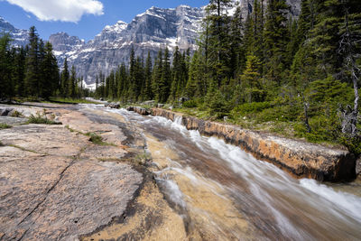 Scenic view of river stream amidst trees in forest