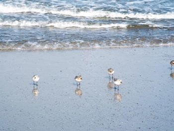 Seagulls on beach