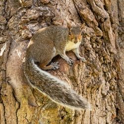 Squirrel on tree trunk