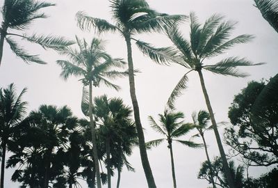 Low angle view of palm trees against sky