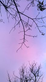 Low angle view of silhouette bare tree against sky