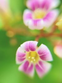 Close-up of pink flower blooming outdoors