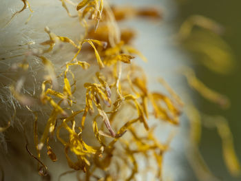 Close-up of yellow flowering plant