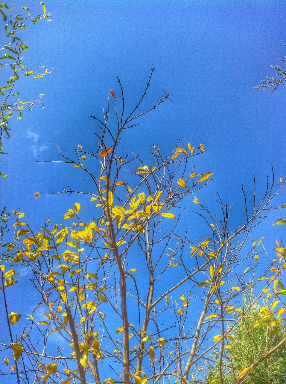 branch, low angle view, tree, growth, autumn, blue, leaf, nature, clear sky, change, yellow, beauty in nature, season, sky, tranquility, outdoors, no people, day, bare tree, twig