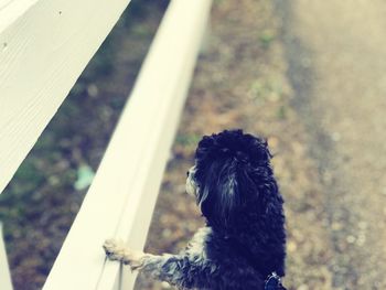 High angle view of dog