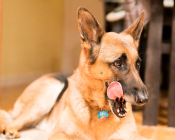 Close-up of a dog looking away