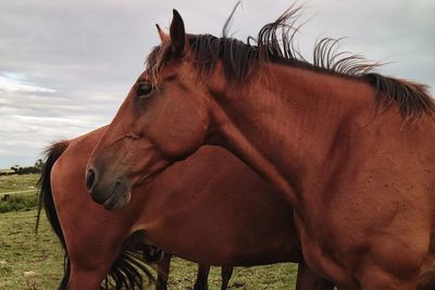 Close-up of horse standing on field against sky