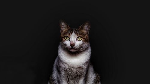 Tabby cat against black background