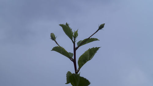 Close-up of plant against clear sky