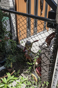 Close-up of bird in park
