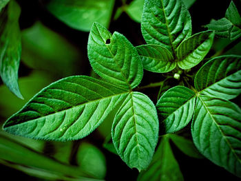 Close-up of green leaves