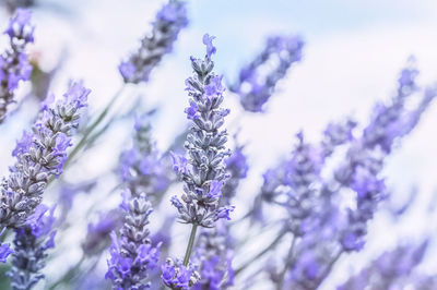 Close-up of purple flowering plants against blue sky