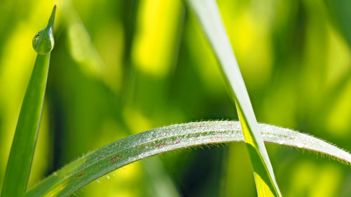 Close-up of green leaves