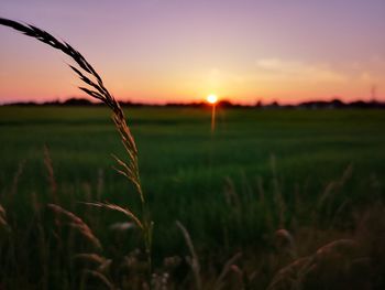 Crops growing on field against sky during sunset